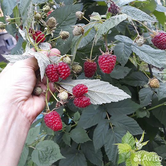 Малина ремонтантная саженцы