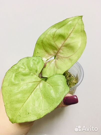 Сингониум Голден Аллюжн и др