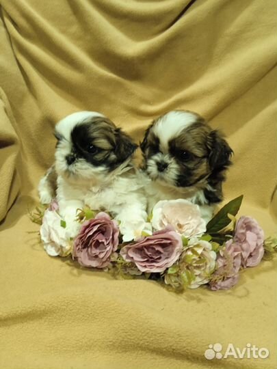 Щенки ши-тцу