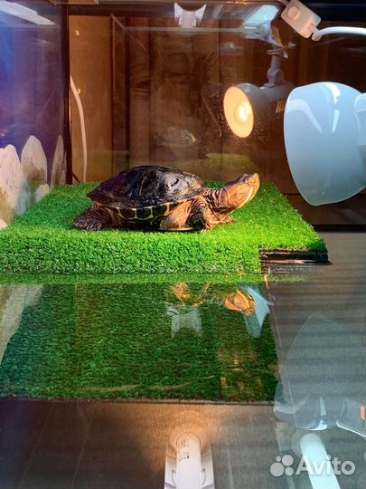Террариум для красноухой черепахи 200 литров