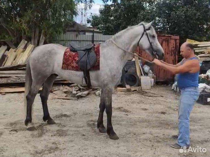 Жеребец Орловской породы случка