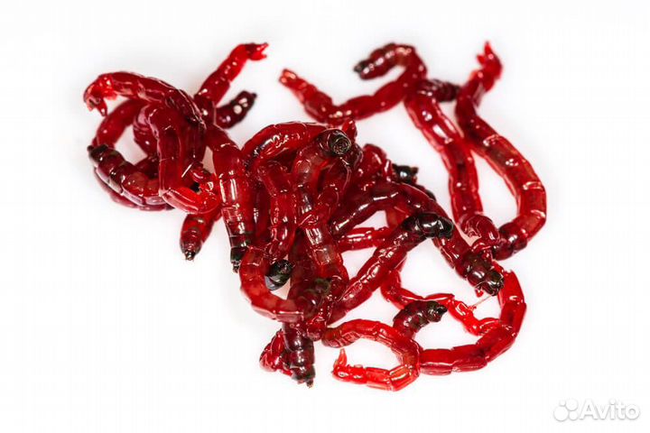 Мотыль10 гр. свежий