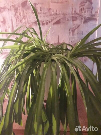 Хлорофитум