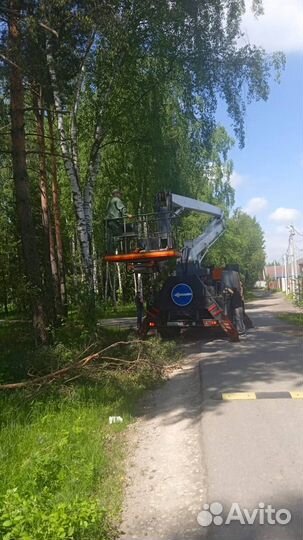 Валка деревьев арбористами. Любой сложности