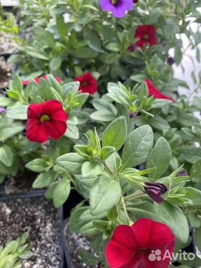 Калибрахоа, вербена, остеоспермум вегетативные