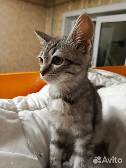 Малыш котенок