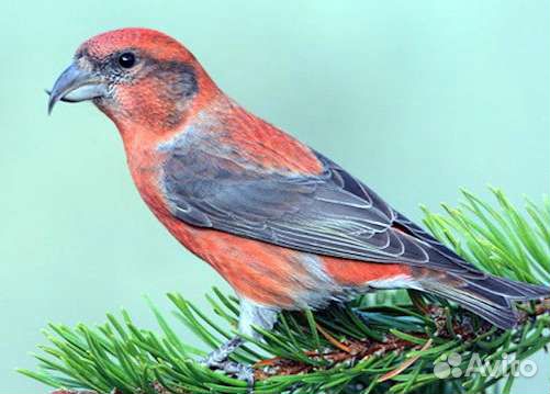 Клёст красный и другие