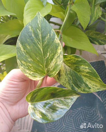 Сциндапсусы, Эпипремнумы и др. (ч.3)