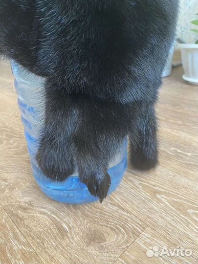 Норковая Шапка