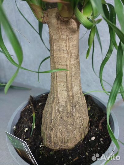 Пальма нолина