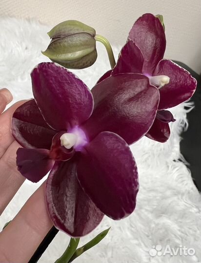 Кожаная орхидея Cogo Relex или Relex deep purple