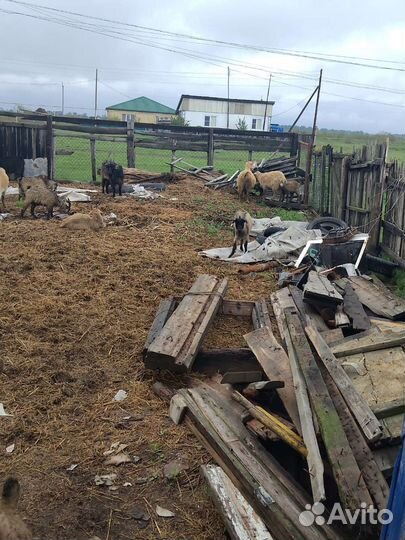 Продаются козы с козлятами