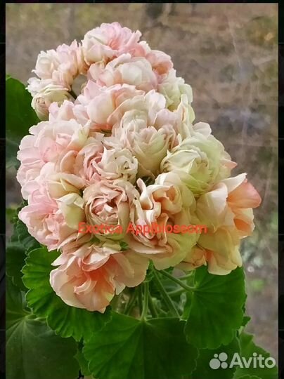 Exotica Appleblossom, Сортовая пеларгония