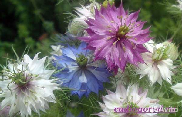 Джусай, черный тмин, Орегано турецкое