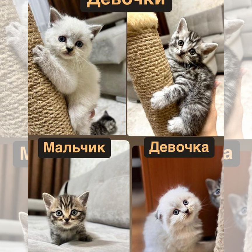 Шотландские котята