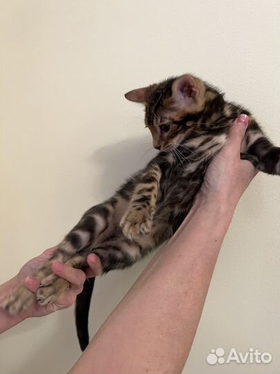 Мраморные котята бенгала
