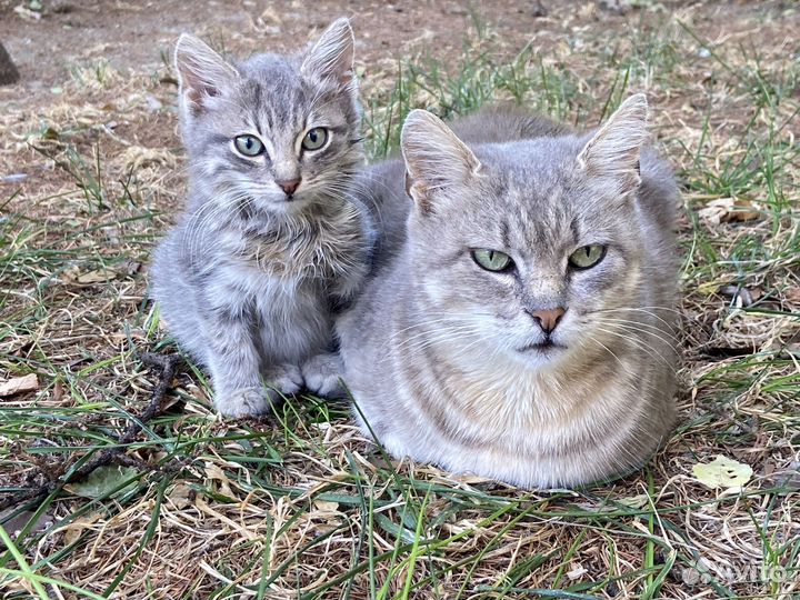 Отдам в добрые руки