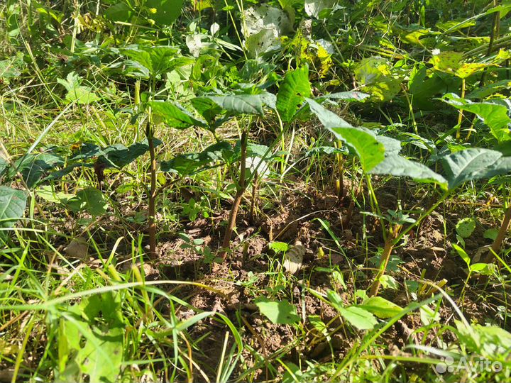 Каштан конский (саженцы)