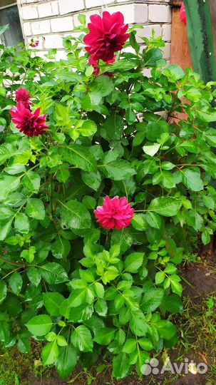 Клубни Канн и Георгинов