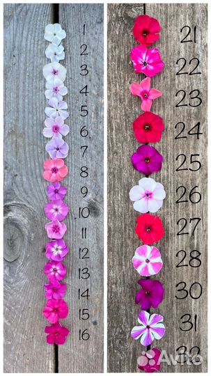 Флоксы 26 разных