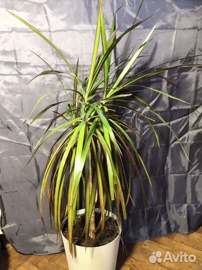 Драцена маргината