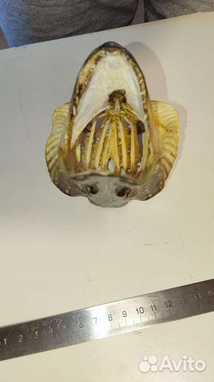 Голова щуки