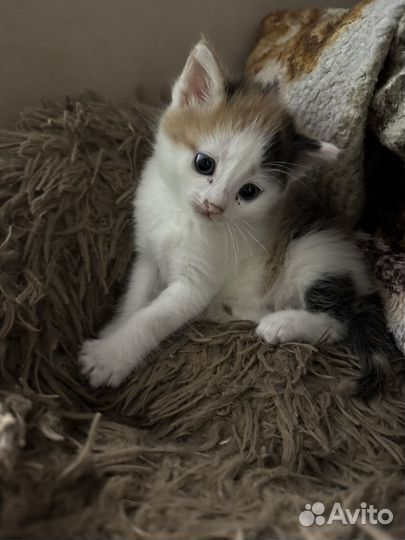 Котенок девочка