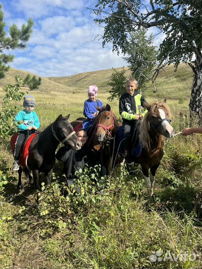 Пони жеребец