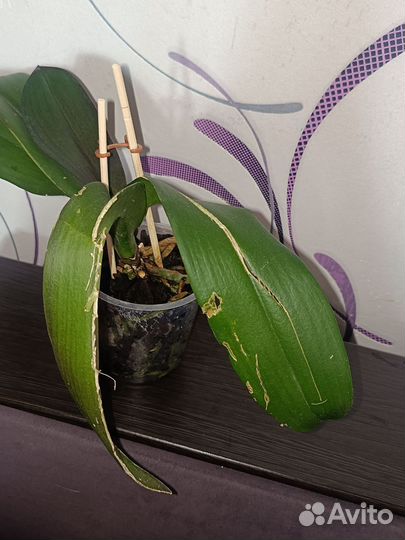 Фаленопсис Splash Gordon. Отцвёл