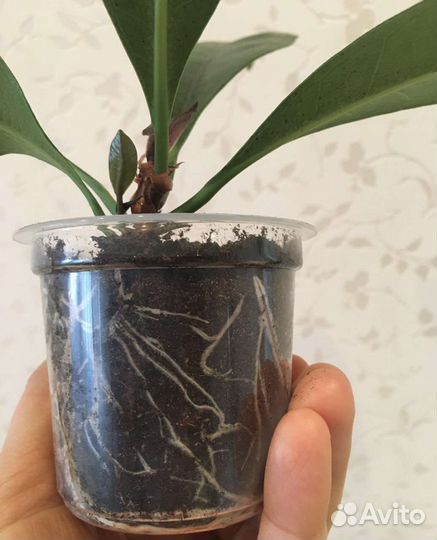 Фикус циатистипула