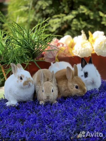 Кролики Царские(карликовые) ручные