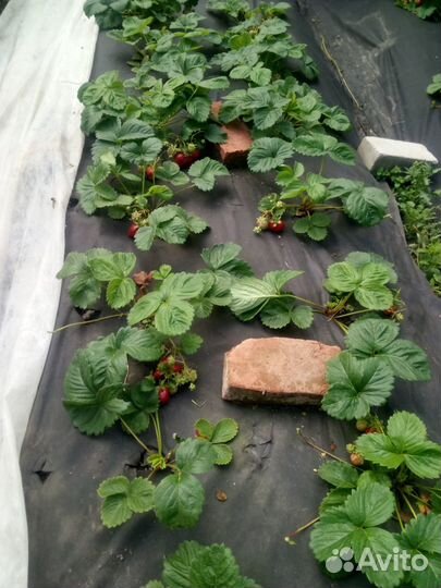 Клубника сорт Кипча, Гигантелла