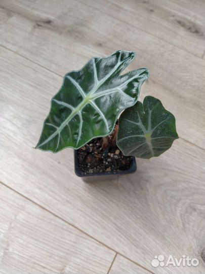 Алоказия Амазоника