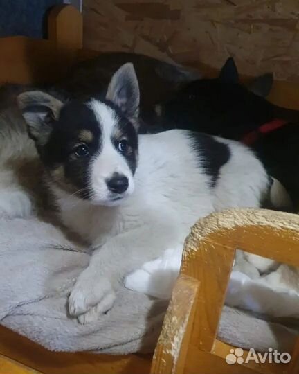 Щенки бесплатно