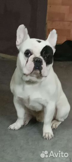 Французский бульдог