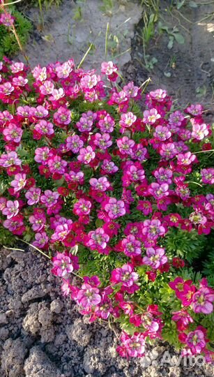 Почвопокровные многолетние растения