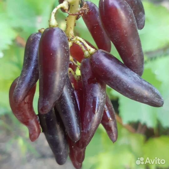 Саженцы винограда Аватар Хэллоуин