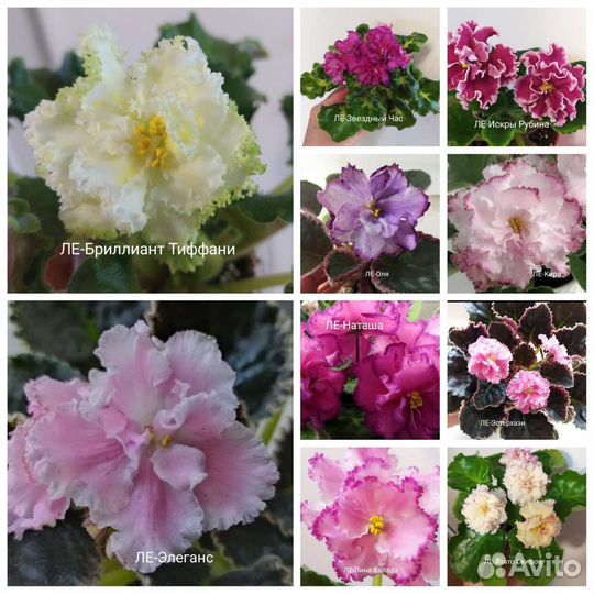 Разные сорта фиалок