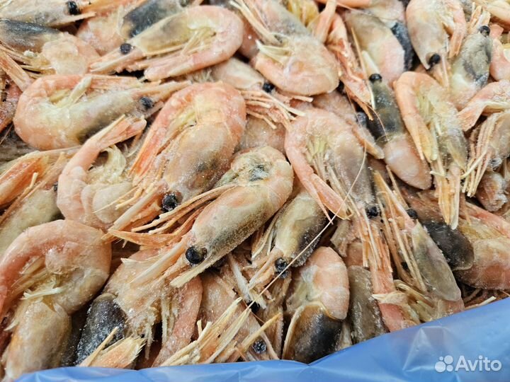 Креветка северная 70/90