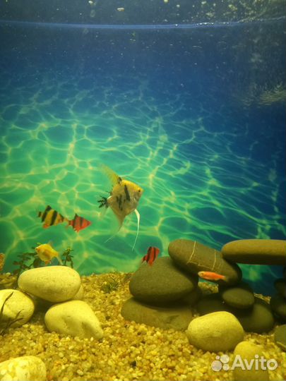 Живая рыба