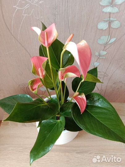 Антуриум Джоли пинк