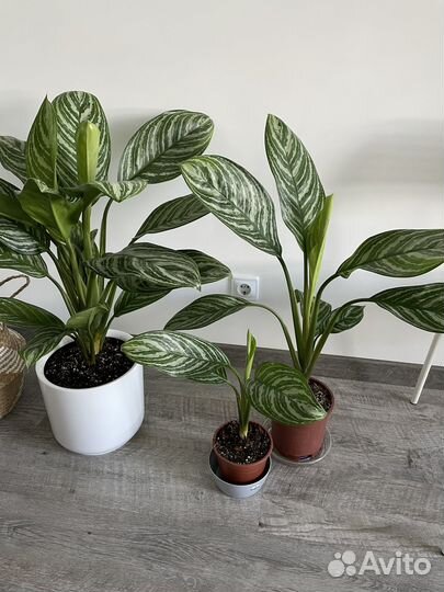 Аглаонема страйпс