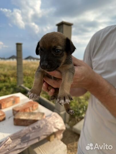 Двортерьер