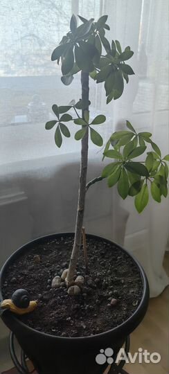 Комнатные цветы шефлера