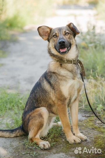 Собака - эффи