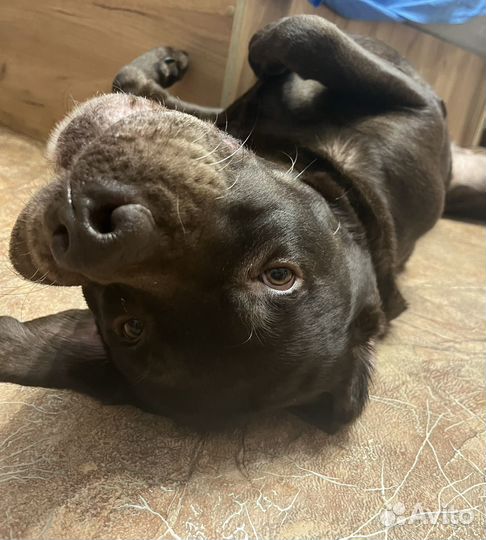 Вязка лабрадо