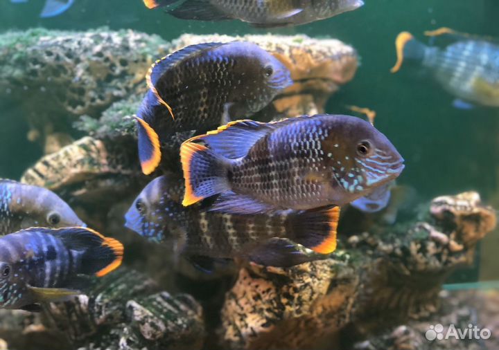 Аквариумные рыбки