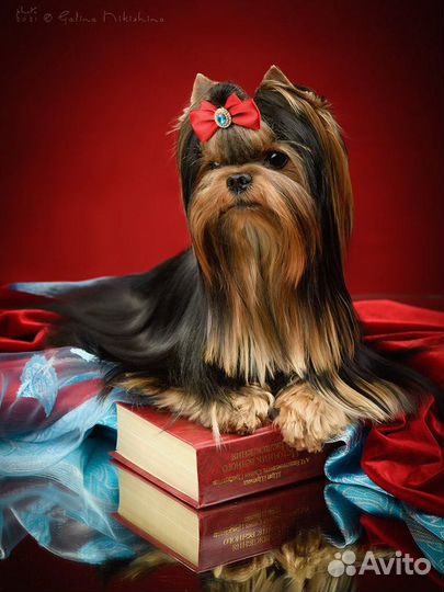 Йоркширский терьер вязка кобель мини