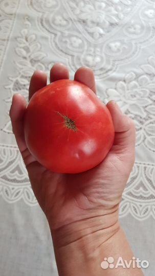 Помидоры домашние