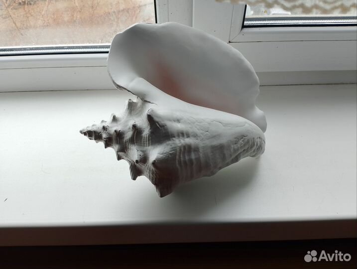 Ракушка морская